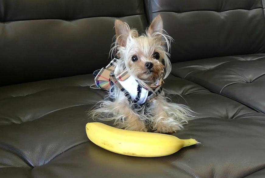狗狗能吃香蕉吗有什么好处，狗狗吃香蕉好处多，宠主在家能这样做，狗子都爱吃