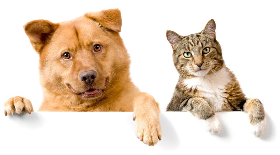 狗和猫哪个智商高呢，狗和猫谁更聪明？科学家可能已找到答案