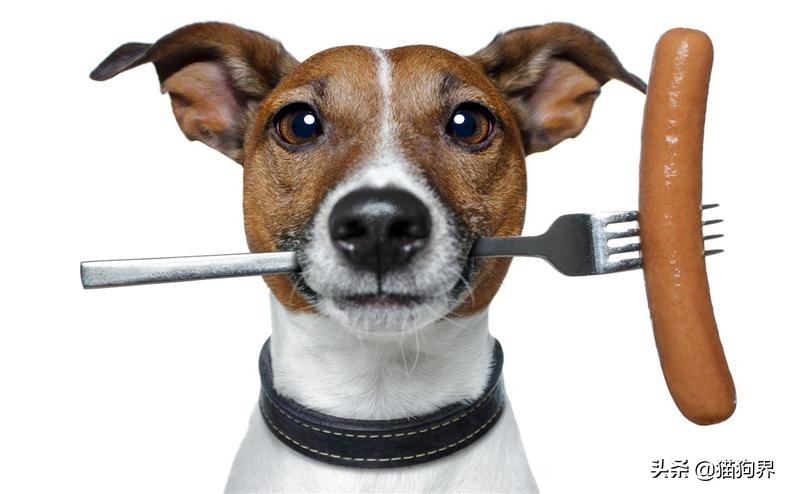 狗能吃糖吗为什么，狗狗吃糖有何影响，看了这些别再给它吃了