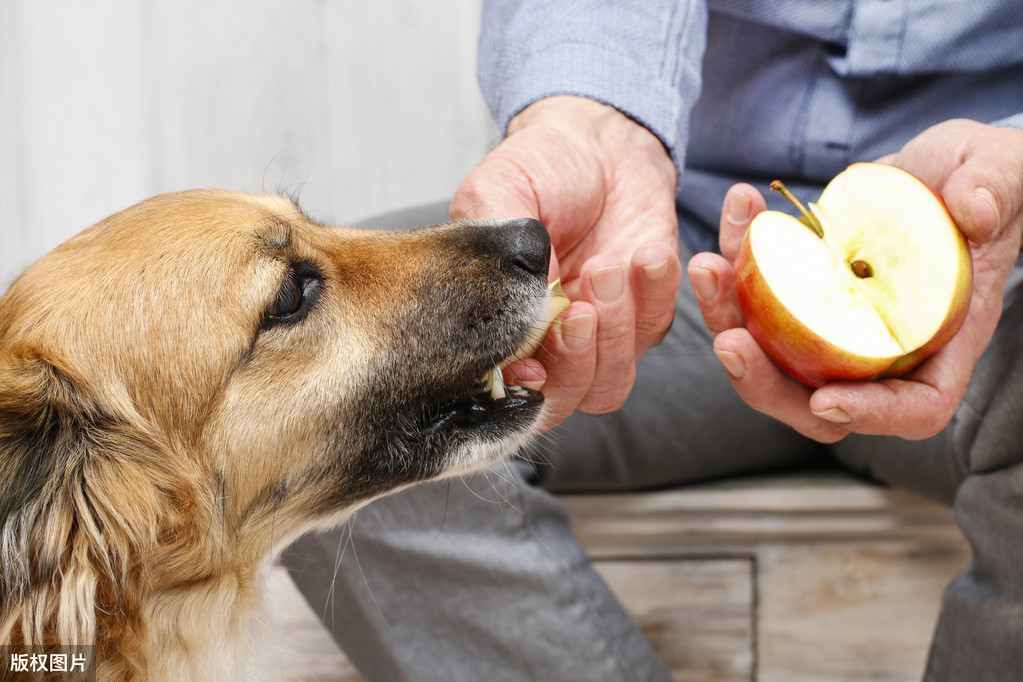 狗狗可以吃西瓜吗能吃多少，这几类水果，虽然狗狗可以吃，但不建议给吃太多