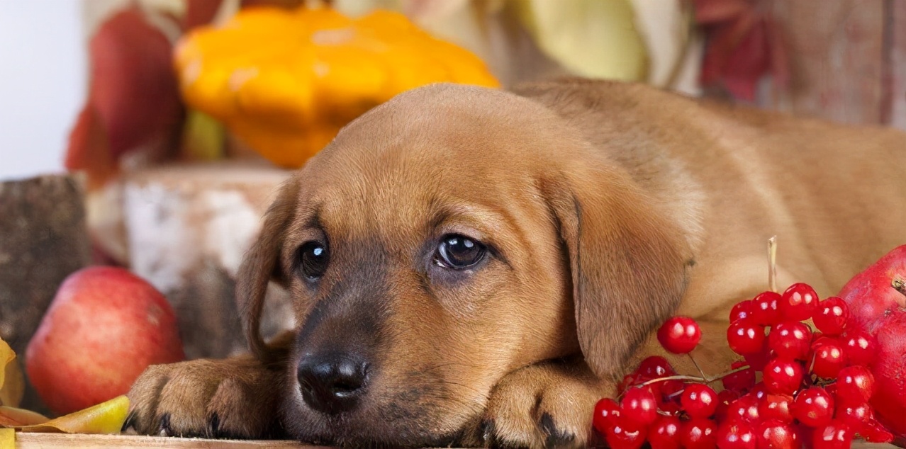 狗能吃樱桃吗为什么，这6种水果，狗狗不能吃
