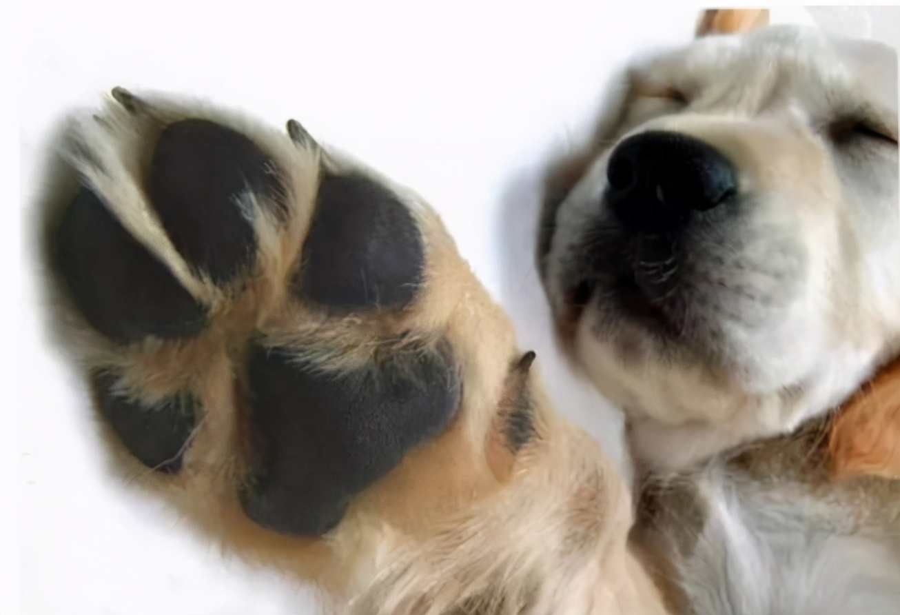 狗狗舔爪子是什么原因引起的，狗狗为什么要舔爪子？原因有几个，可能是生病了