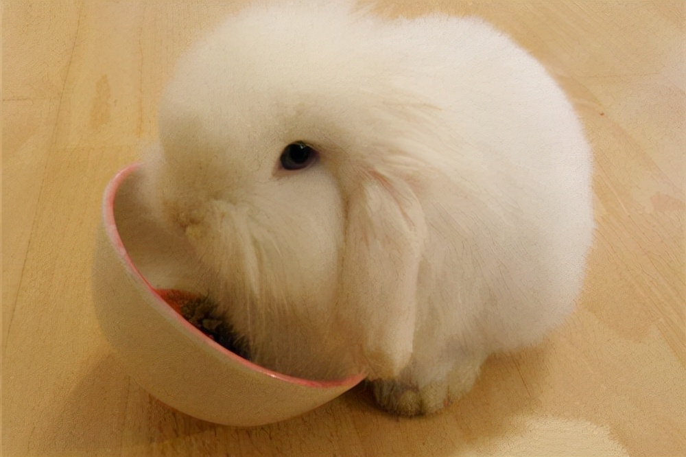 兔子喜欢吃什么食物是最好的，养兔小知识：兔子最喜欢吃什么食物，兔子的食物是哪些