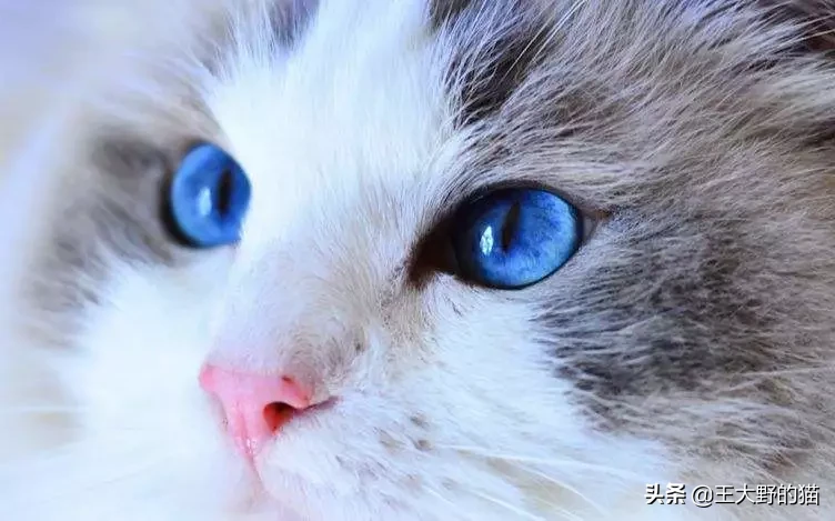 猫的视力是怎样的，猫真的是近视眼吗？为什么猫的夜视能力那么强？