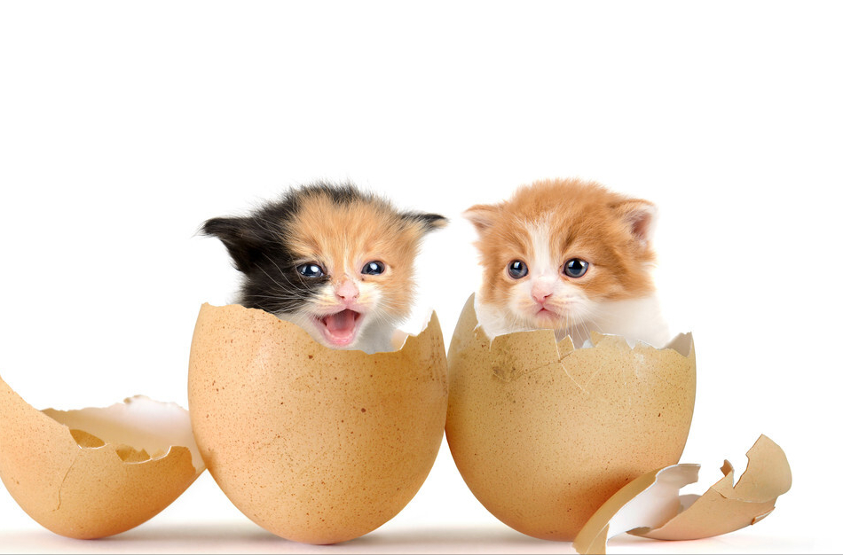 猫能吃鸡蛋黄吗，猫咪吃蛋黄的好处和坏处