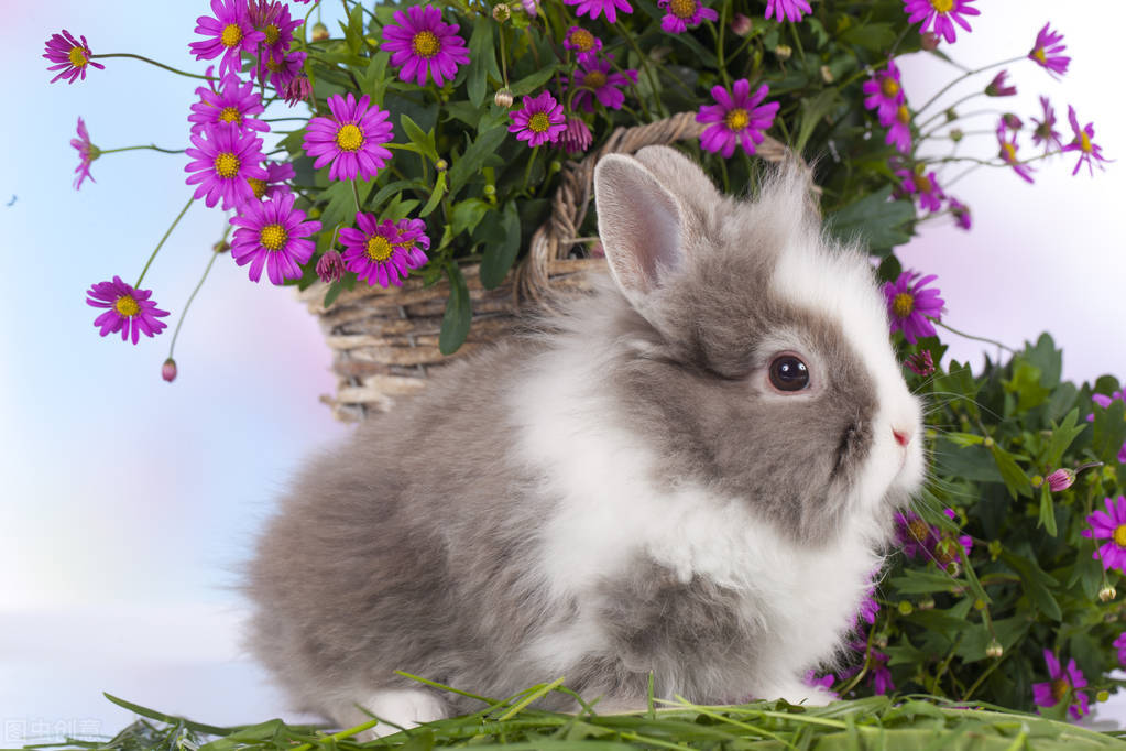 兔子吃白萝卜吗，兔子吃什么蔬菜