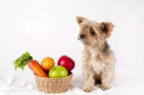 狗狗能吃西兰花吗，这7种蔬菜狗狗也能吃！还不点进来了解一下？