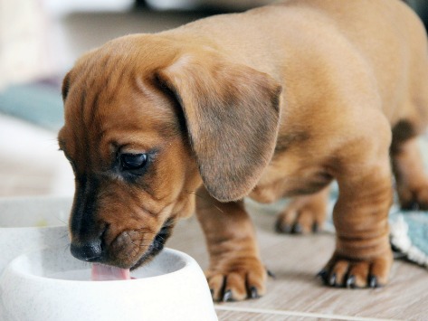 狗能吃腰果吗吃了会怎么样，狗狗可以吃腰果吗？腰果对狗狗没有危害，除了会让它变得更胖