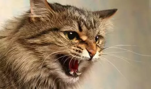 猫咪嗓子哑了怎么回事，猫咪嗓子哑了叫不出声音是怎么回事？
