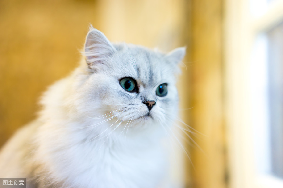 波斯猫的眼睛什么颜色，波斯猫的眼睛为什么一蓝一黄？