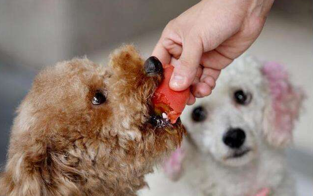 狗能吃杏仁吗为什么，“危险的”美味，这些食物，始终不适合狗狗吃