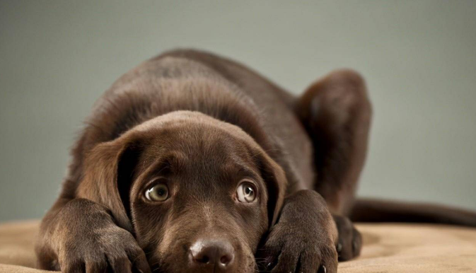 狗能吃巧克力吗吃了会怎么样，狗子能吃巧克力吗，吃了巧克力会伤害它的生命吗？不要轻易让它吃