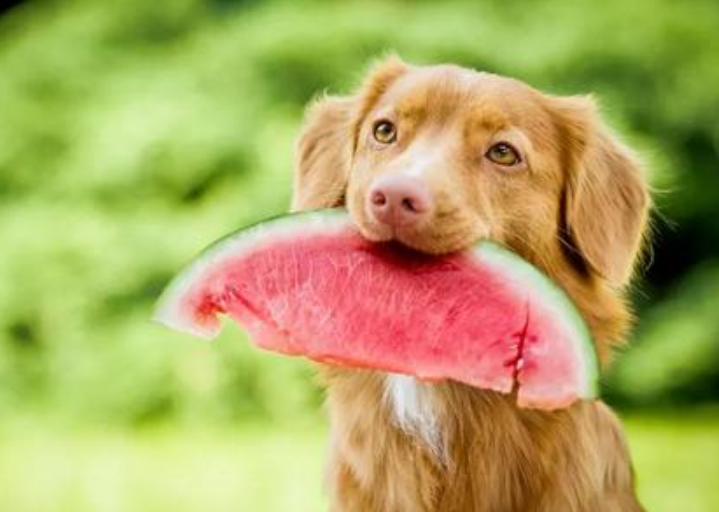 狗可以吃桑葚吗，狗狗多大可以吃水果？让小编告诉你