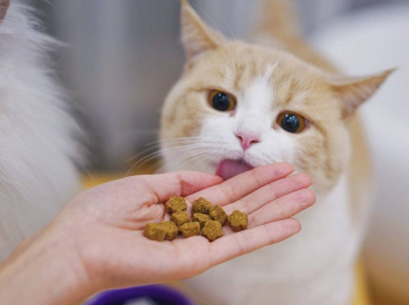 猫咪能吃红薯吗有什么功效，对猫咪来说，这7种食物都是“补品”，现在喂还来得及