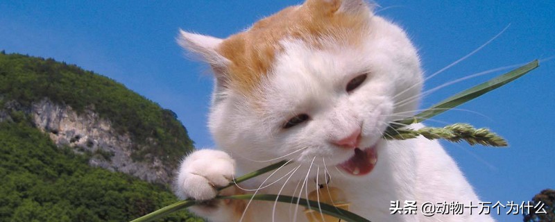 猫可以吃花生吗，猫能吃花生吗