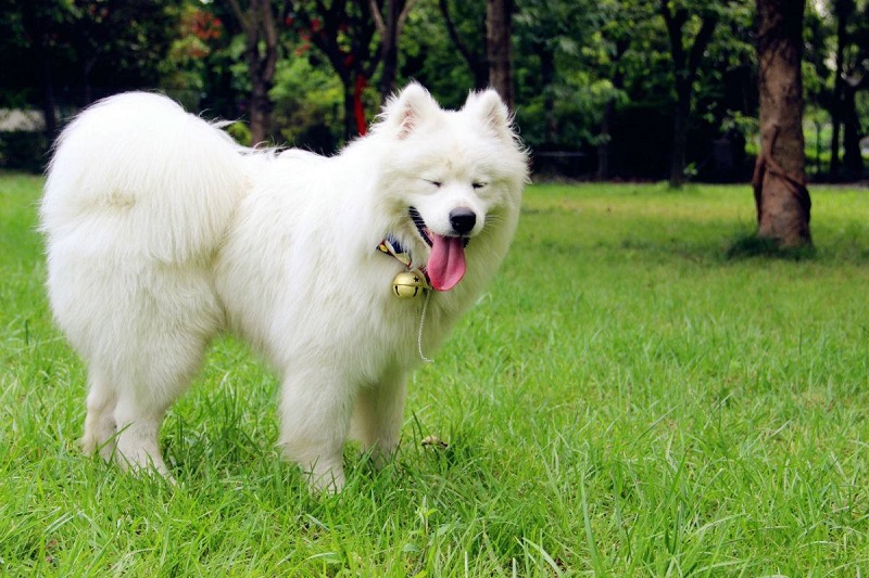 萨摩耶能活多少年，萨摩耶犬一生中的五个阶段，你陪伴它了吗？