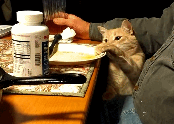 猫可以吃板栗吗蒸熟的，猫咪眼中的6种“人间美味”，养猫多年的你，未必全知道