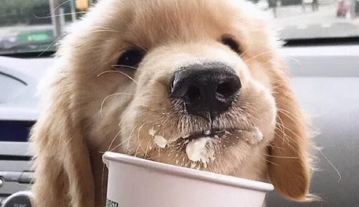 狗狗能吃酸奶吗有什么功效，狗狗喝酸奶的好处这么多，还不赶紧让它舔盖