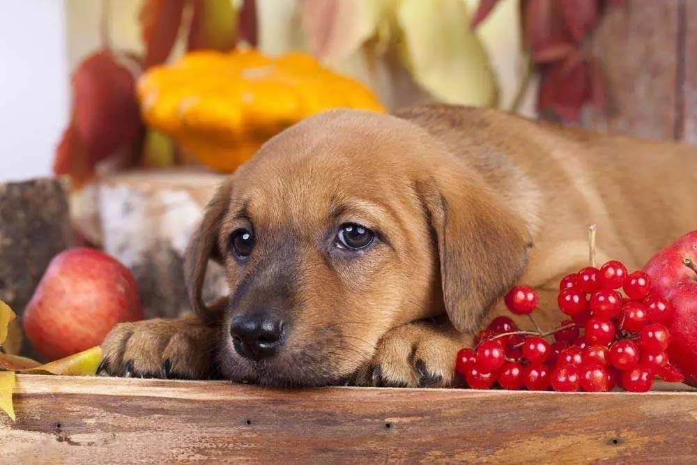 狗可以吃柚子吗为什么，给狗狗吃这几种“果蔬”，有益于身体健康