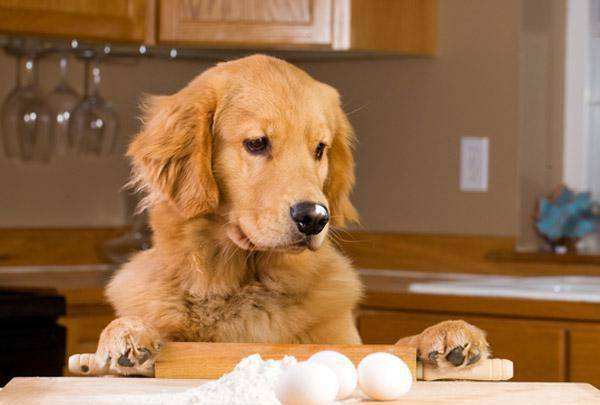 狗狗能吃蛋黄吗，你喂狗狗吃鸡蛋黄，谢天谢地，因为你做对了