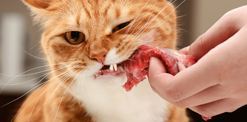 猫咪可以吃南瓜吗，对猫咪有益的6种食物，普通人家里也有，可以多喂