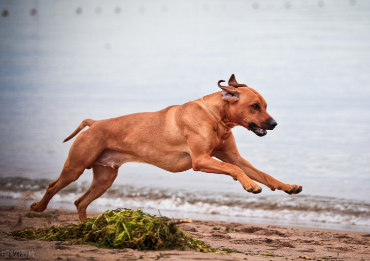 跑得最快的狗排行榜，奔跑速度超快的“10种狗”，时速比得上小汽车