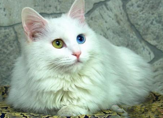 纯白猫是什么品种，纯白色的猫是什么品种？特有的眼睛瞳色，像喵星来的仙女一样