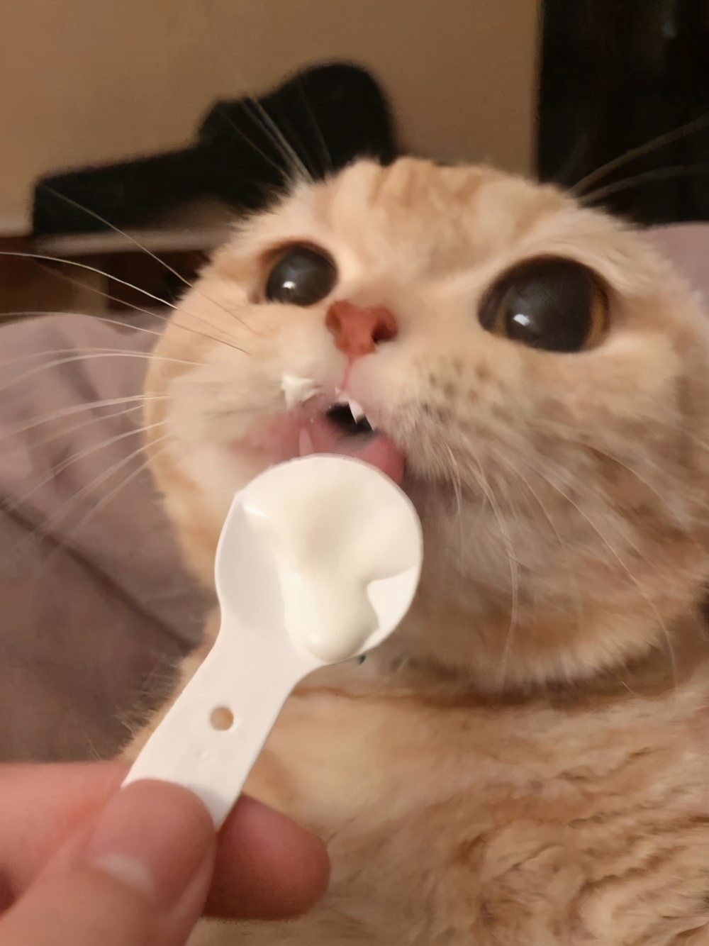 猫喝酸奶有什么影响吗，猫咪可以喝酸奶吗？这些知识，你现在知道还不晚