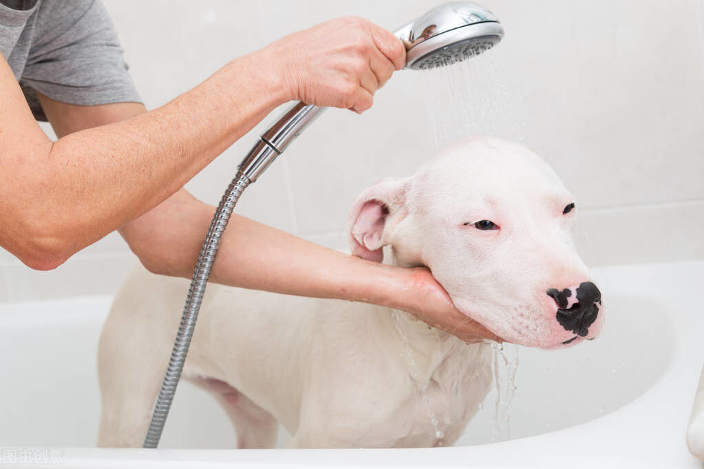 狗多久洗一次澡最好，狗狗需要经常洗澡吗？多久洗一次合适？