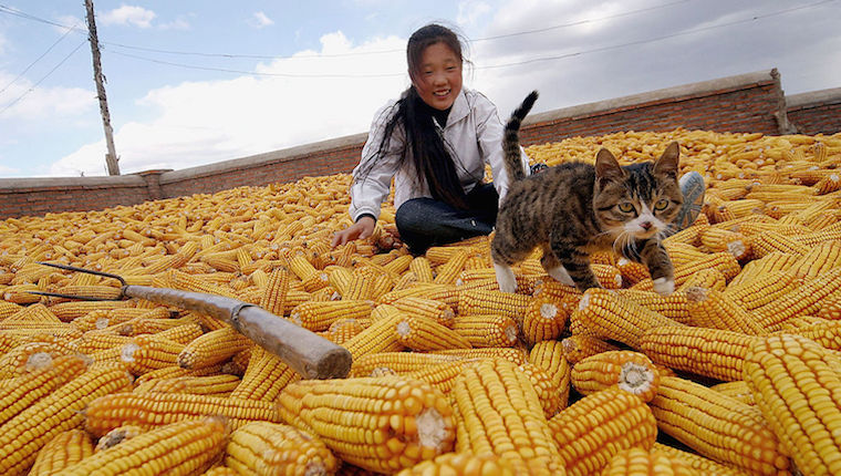 猫能吃玉米吗熟的，猫可以吃玉米吗？玉米对猫安全吗？玉米对猫的营养价值分析