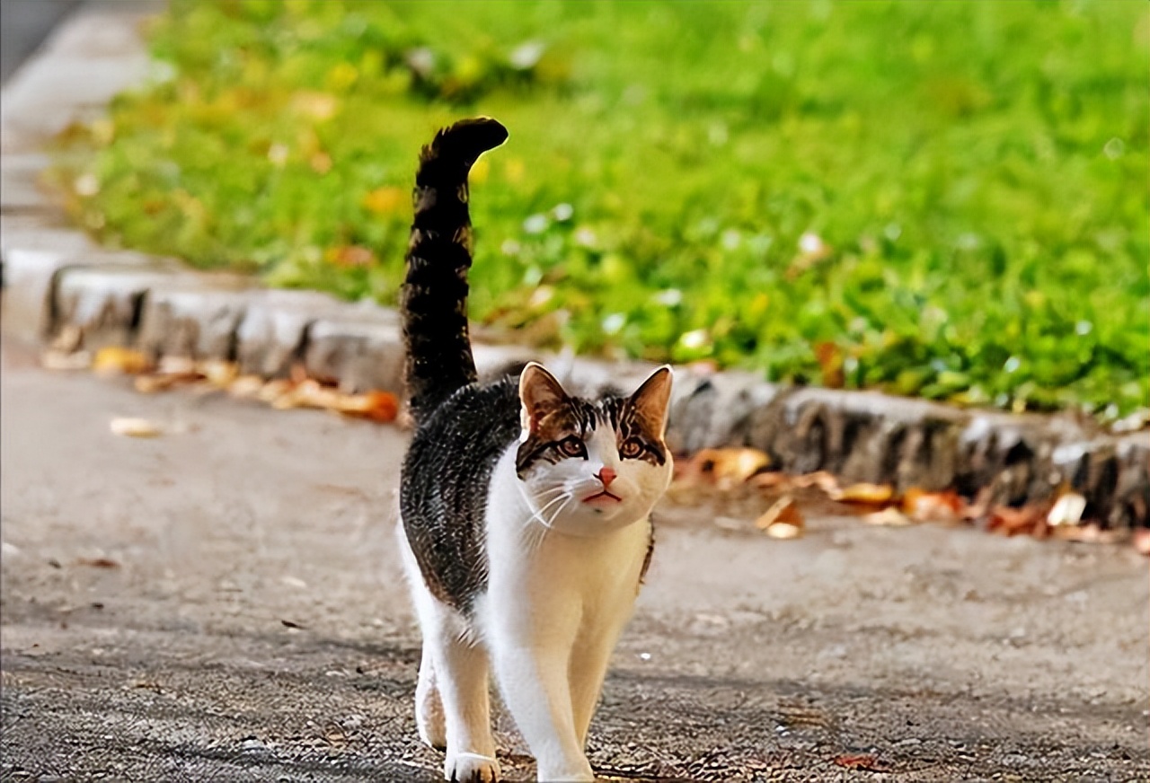 猫摇尾巴代表什么，猫咪“摇尾巴”代表什么意思？看懂5个动作，就能了解它们的心情