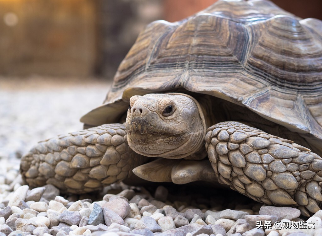 龟寿命最长多少年排行，乌龟的寿命是多少年？乌龟寿命最长能活到多少岁？