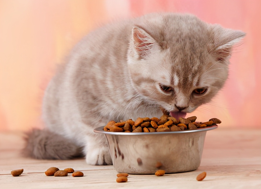 猫咪可以吃火腿肠吗，这几种猫咪禁吃的食物，一口都别给猫喂