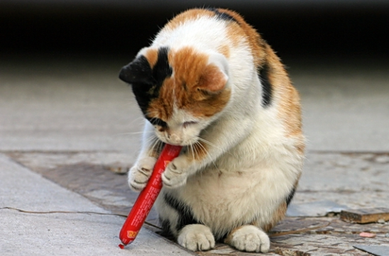 猫能吃火腿肠吗为什么，没想到给猫咪喂食火腿肠的行为，有这样的说法！让人当头棒喝