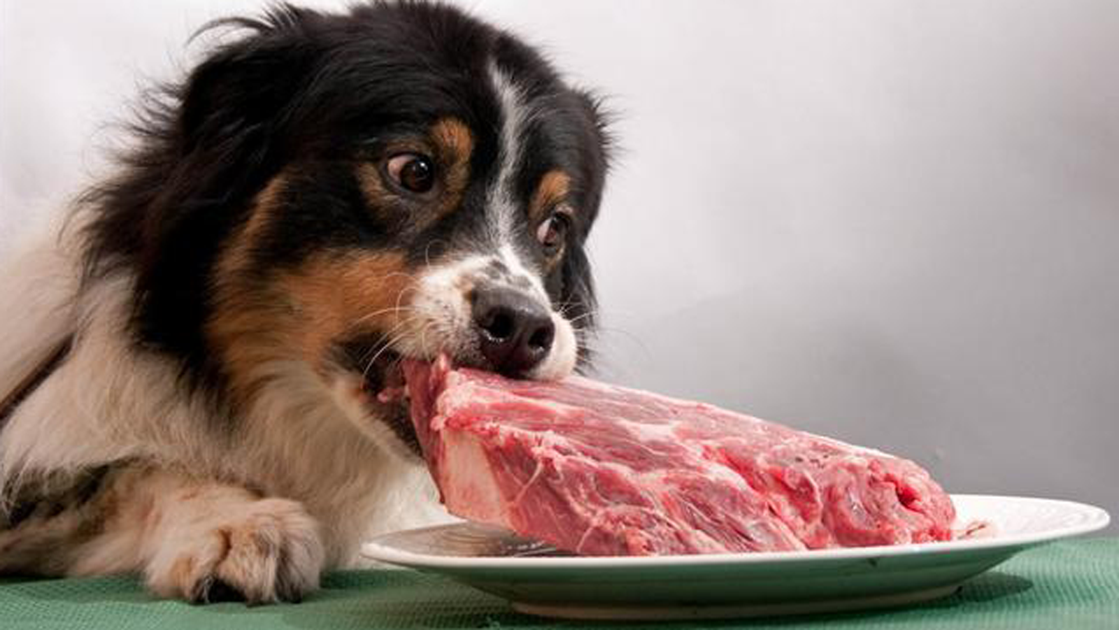 狗能吃生肉吗，狗能吃生肉，但不建议吃，因为吃生肉有这些隐患