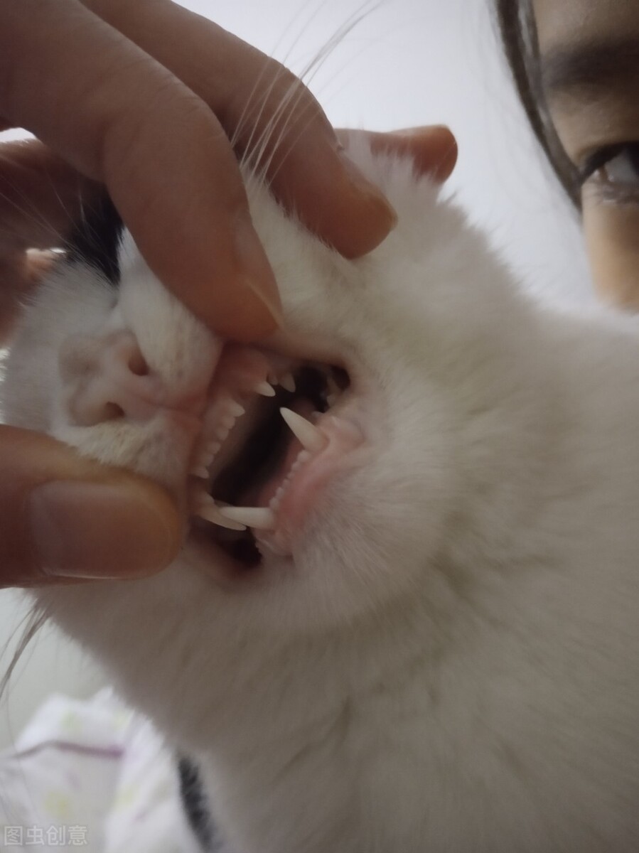 猫咪什么时候换牙最合适，小猫换牙怎么办？铲屎官不用慌，做好这7点就够了