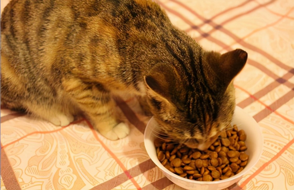 猫咪吐猫粮怎么回事，猫咪吃猫粮吐了是怎么回事？