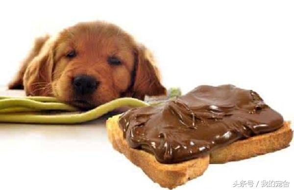 狗能不能吃巧克力吃了会怎么样，狗是不能吃巧克力的你知道吗？对狗的伤害不容忽视
