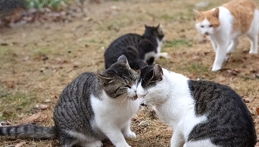 公猫发情症状，猫咪“发春”时有哪些表现？