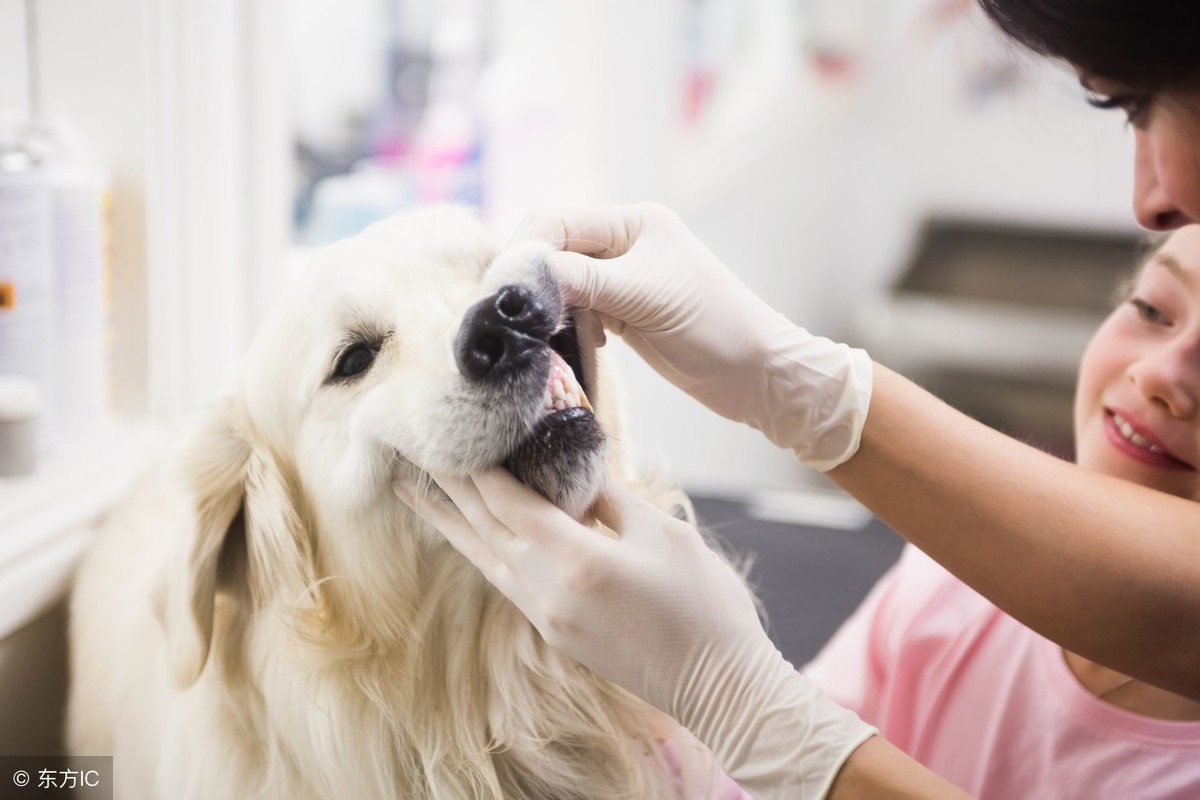 狗狗牙结石如何清理，狗狗牙结石的危害？如何清除牙结石？