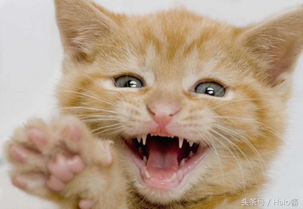 猫咪换牙期是什么时候，小猫3个月换牙，性格异变或会咬人，猫奴们要懂得体谅它
