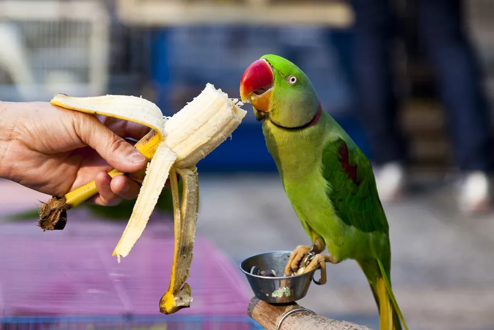 鸟吃什么食物才能养好，鸟儿爱吃这几种健康美味的食物！