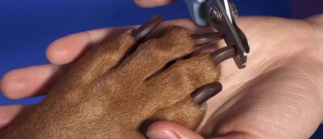 如何给狗狗剪指甲需要注意什么，我们给狗狗剪指甲，虽然是个小事，但5个注意事项需要提前知道