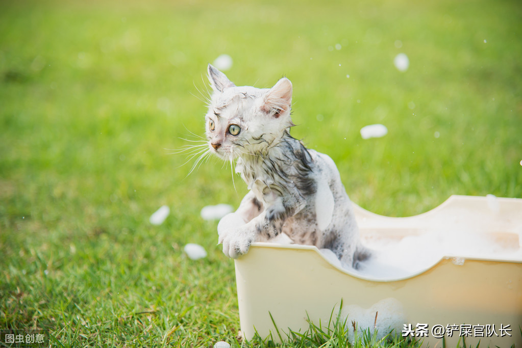 猫咪洗澡注意事项有哪些，给猫咪洗澡的正确方法和相关注意事项