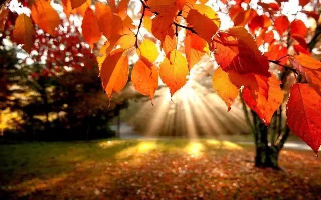 描写秋天的词语有哪些呢（描写关于秋天的好词、好句、好段、好诗有哪些）