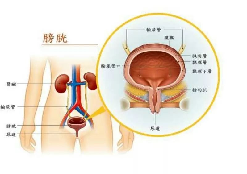 女性膀胱在哪个位置图(带你一起了解膀胱的基本知识)