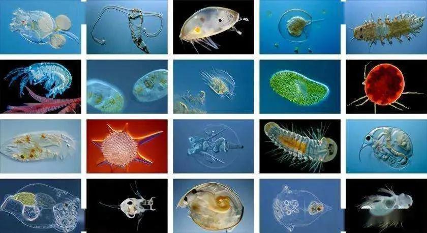 海洋生物有哪些种类（你知道海洋生物，海洋动物！有多少种类吗？）