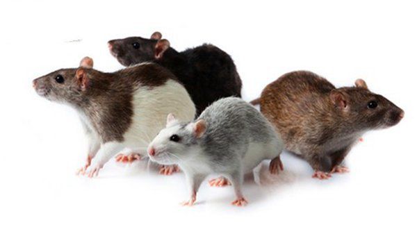 地球上10大最适合家养的小型宠物，刺猬、豚鼠上榜，你家养了吗？