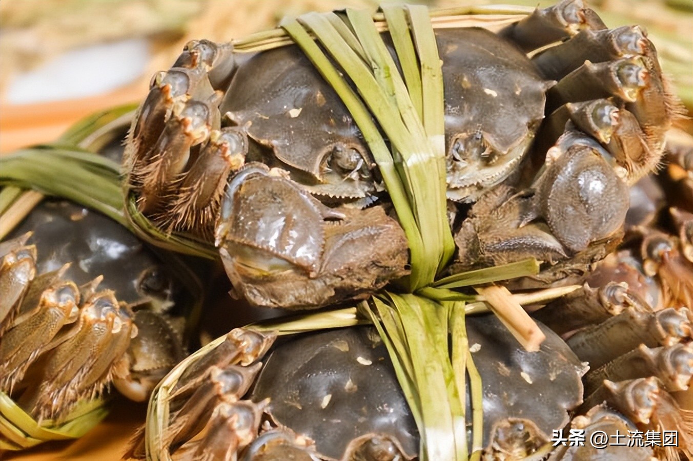 螃蟹什么时候最肥最好（大闸蟹什么季节几月份最肥最好吃？吃公的还是母的好？）