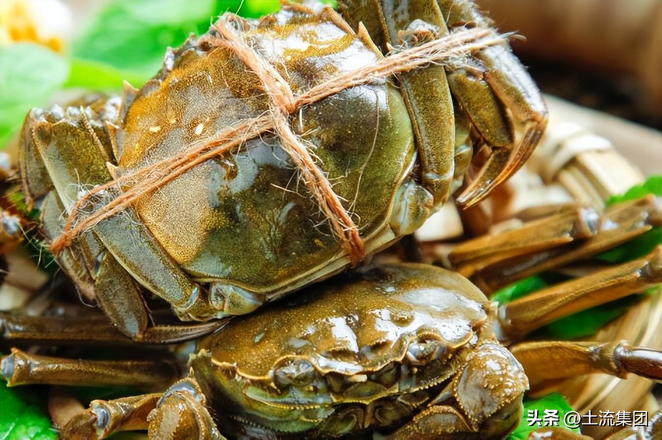 螃蟹什么时候最肥最好（大闸蟹什么季节几月份最肥最好吃？吃公的还是母的好？）